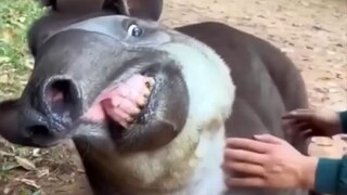 1分钟小科普：丑萌丑萌的“貘”，佩奇原型就是它吧