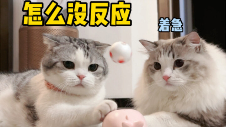 A slow-reacting cat plays soccer, driving another cat crazy!