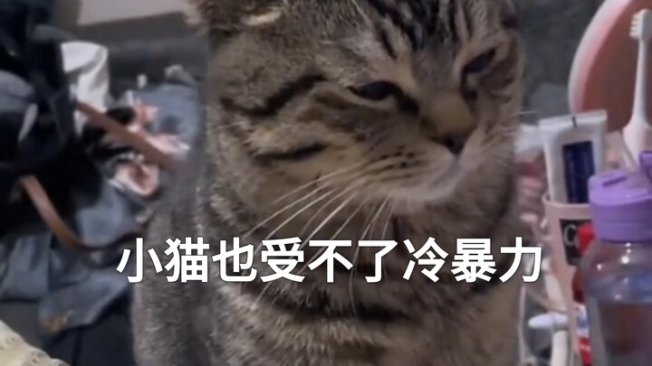 Kucing kecil pun tak tahan dengan cold treatment.