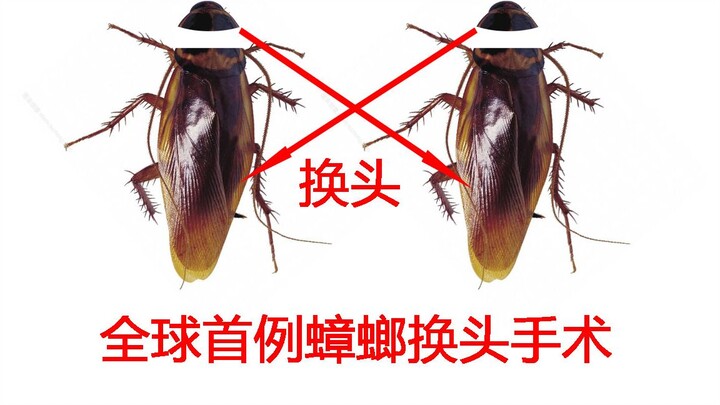 Strong stuff—viewer discretion advised! The world’s first cockroach head-transplant surgery: how lon