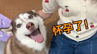 女主人怀孕后第一次回到家，家里的狗会是什么反应？