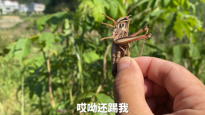 เหนื่อยขนาดนี้จับตั๊กแตนมาให้พวกเธอทาน กลับมาดูอีกทีพวกเธอก็หนีไปแล้ว