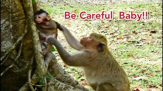 OMG Be carefull Baby!! Jilla TRY To Climb The Tree ,Mum Jill Run Fast To Take Baby Back