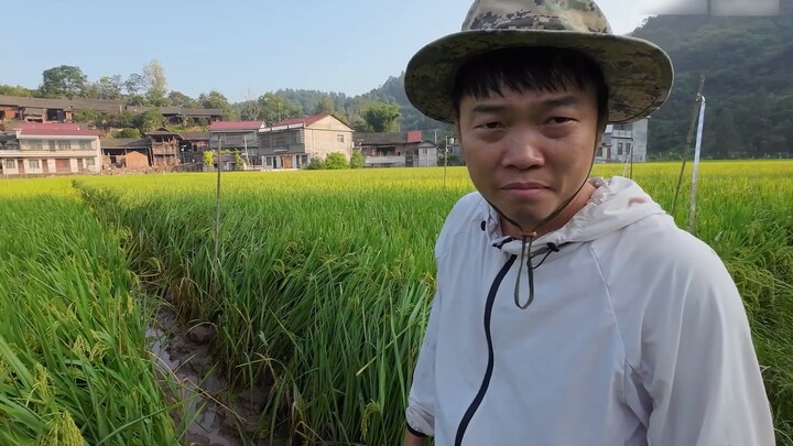 Cá cơm năm nay thực sự là một điều bất ngờ...