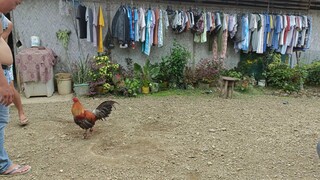 bulik vs sweater. nbalda sa lakas Ng Palo.
