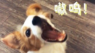 The owner throws treats to the Border Collie and the French Bulldog respectively... The French Bulld