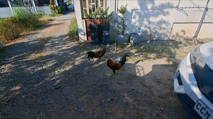 Pure GoldenBoy (Blue Gloves) vs Yellow Legged Hatch x 5k(Green Gloves) sorry sa maingay ko na bantay