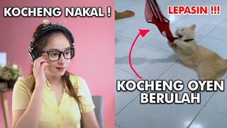 Tiktok Lucu Terbaru - Kocheng Oyen Curi Daleman ! Meireaction