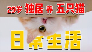 29岁女生独居养五只猫的一天，到底爽不爽？！