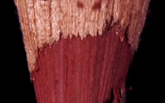 Stress-relief short video