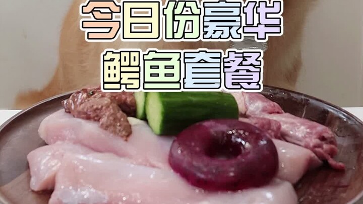 เซตจระเข้วันนี้🐊