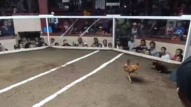 3 times winner henny