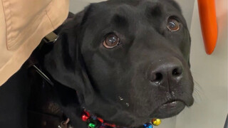 Have you ever seen a guide dog's ashes?