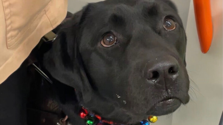 คุณเคยเห็นเถ้ากระดูกของสุนัขนำทางหรือเปล่า