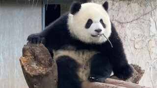 Compilation of Hilarious Moments When a Girl Under One Year Old Is Called "Sister"