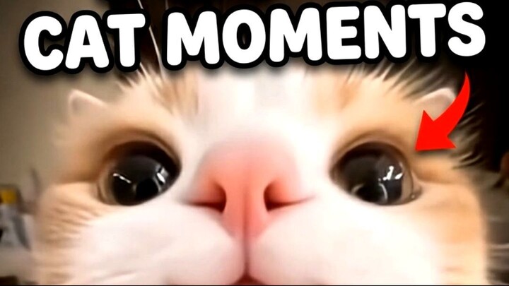TOP 5 funniest cat moments 😹
