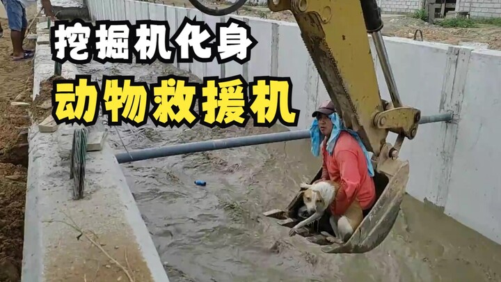Using excavators to save animals!