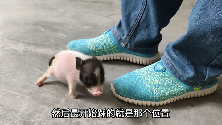 The piglet’s leg was stepped on and injured, so it’s limping. Its owner is taking it to see a bone-s