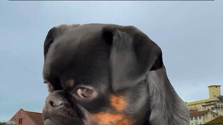 这是在国外忧伤的我，外国人不知道我是多么聪明，有趣和有教养，因为我说外语像个孩子