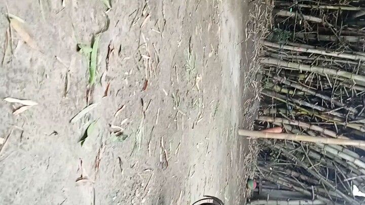 na pa laban yung tinola lines natin mga idol.. laki manok hahahaha