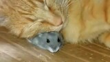 Kucing: "Maaf, saya salah mengambil tikus."