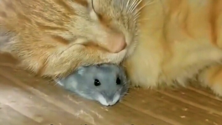 Mèo: “Xin lỗi, tôi nhầm chuột.”