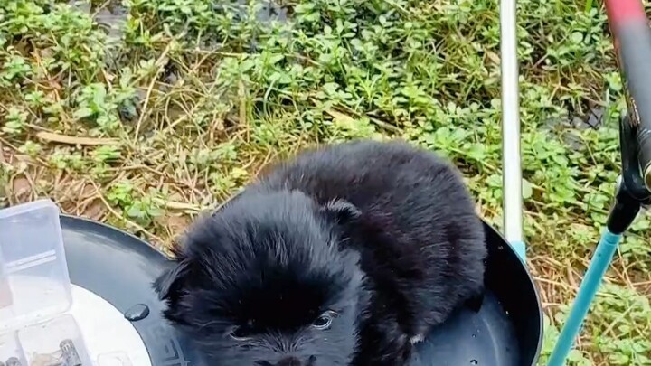 That little dog I picked up on the road—how wonderful it would be if it never grew up