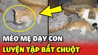 Cận cảnh mèo mẹ dạy con BẮT CHUỘT vô cùng ĐÁNG YÊU 😍 | Yêu Lu