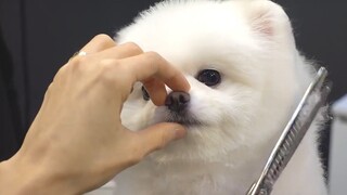 The Nose That Strangles Destiny: A Pomeranian's Transformation into a Polar Bear || SHU AND TREE [Pi