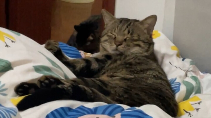 Mommy’s little cat is so sleepy its eyes can barely stay open, but it still has to keep an eye on wh