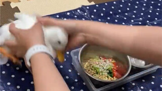 Thức ăn đã bày ra ngay trước mắt, vịt vịt thực sự không thể kiềm chế được bản thân.