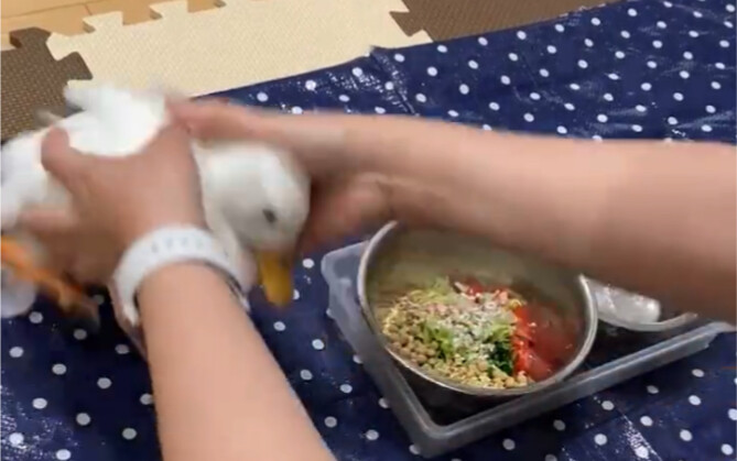 Thức ăn đã bày ra ngay trước mắt, vịt vịt thực sự không thể kiềm chế được bản thân.