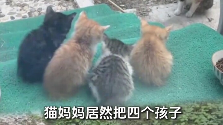 แมวแม่ที่บล็อกเกอร์ให้อาหารเป็นประจำ พาลูกน้อยของมันมาให้บล็อกเกอร์เลือกเองเลย!