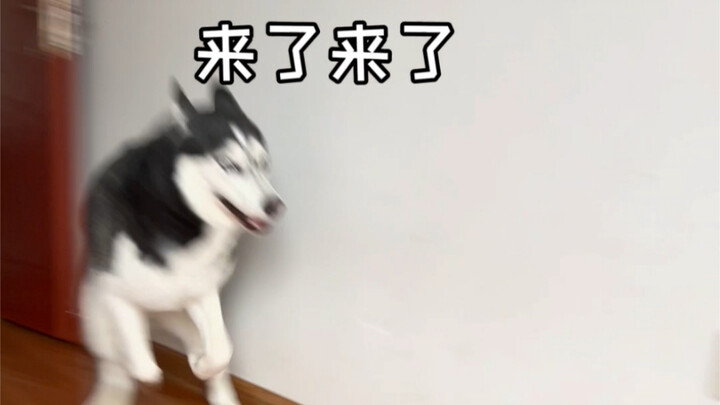 Keeping a Husky really doesn’t destroy the house