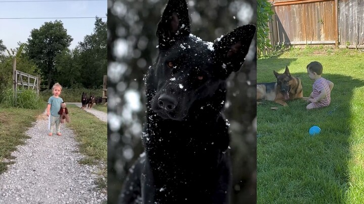 The World’s Most Loyal Dog: A Guardian Angel for the Family