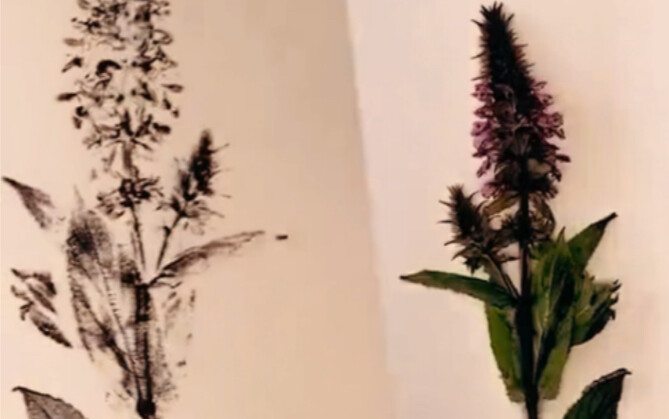Printmaking Art: Letterpress Printing of Flowers