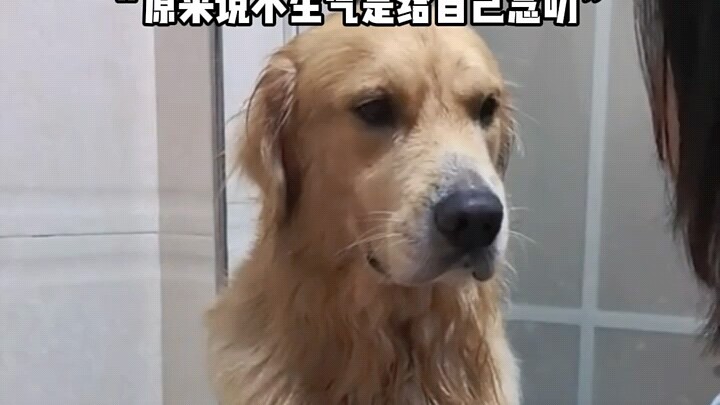 وجه متغيّر لطيف جدًا 🐩!