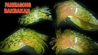 ep244.PANIBAGONG BAKBAKAN CATCHING CUTTLEFISH.night spearfishing Philippines,