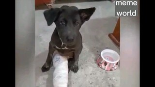 Cú sốc đầu đời