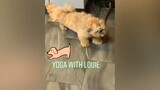 how your dog doing yoga 😅 | Dog lifestyle