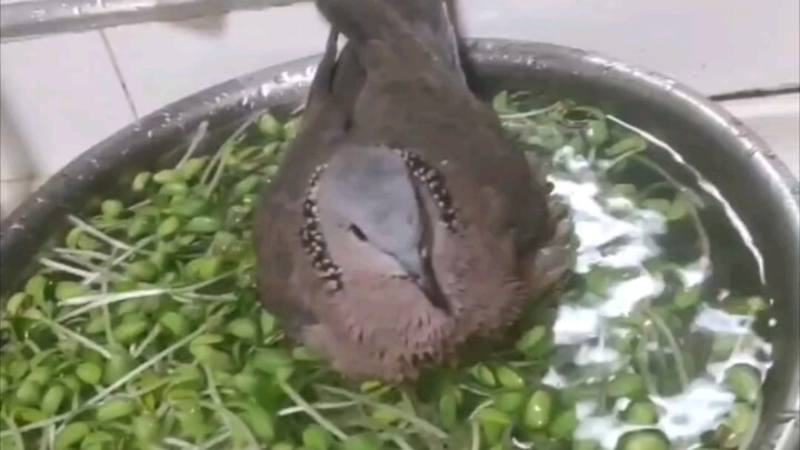I have never seen such an arrogant turtledove.