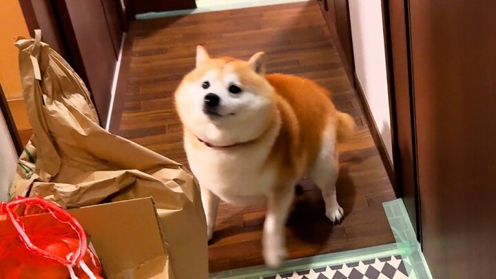 หลังจากรอมา 30 นาทีจนครอบครัวกลับมา ชิบะก็เริ่มวุ่นวายขึ้นทันที!