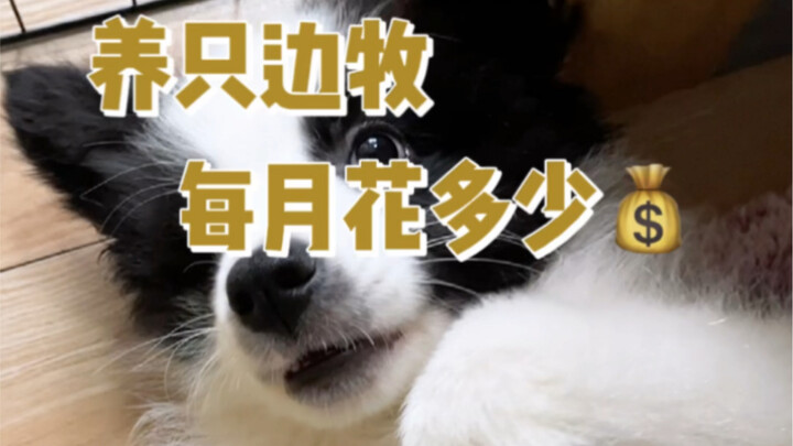 เลี้ยงสุนัขพันธุ์บอร์เดอร์คอลลี่แต่ละเดือนใช้เงินเท่าไหร่?