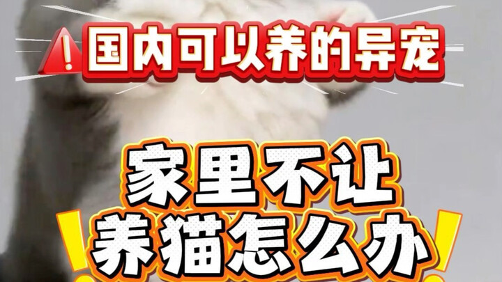 Di rumah tidak boleh memelihara kucing? Hewan peliharaan eksotis yang boleh dipelihara di Tiongkok i