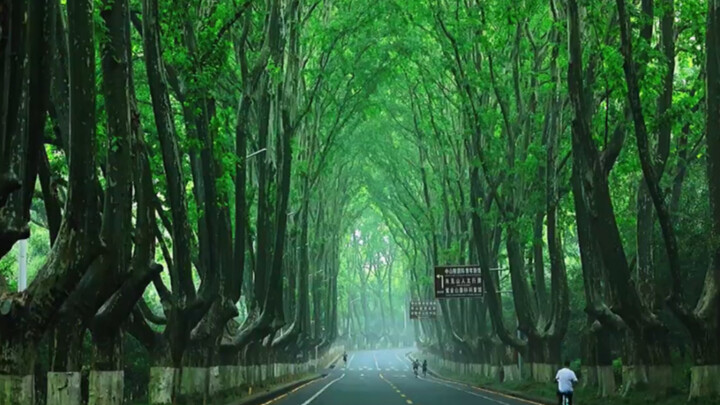 "Cây là cây ngô đồng, thành là thành Nam Kinh"