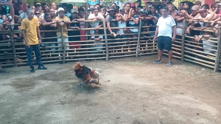 Fiesta Liguan Lose