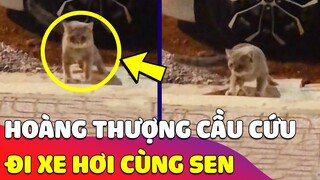 Thấy HOÀNG THƯỢNG đi xe máy vất vả, con Sen tậu hẳn XE HƠI cho nó đi và CÁI KẾT ĐẮNG LÒNG 😂 Gâu Đần