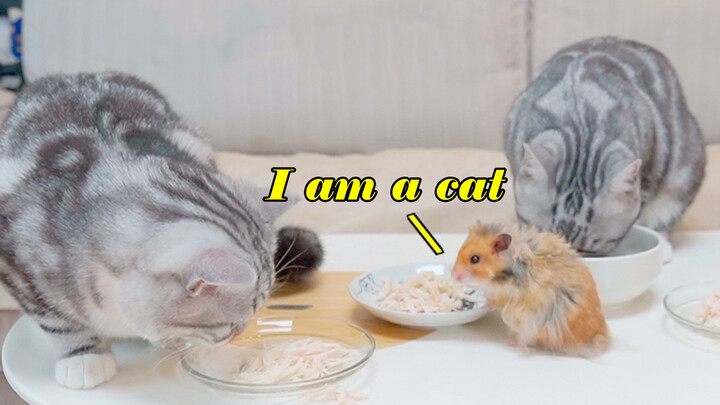 มีตัวอะไรโผล่มากลางโต๊ะกินข้าวแมว หนูและแมวไม่เคยทำให้ผิดหวัง