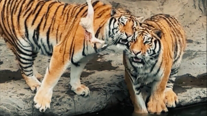 Hổ mẹ: Nũng nịu~ Hổ bố: Không nói gì nữa, cả nhà ơi, tôi xông rồi!