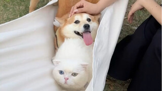 Can cats and dogs really communicate with each other?